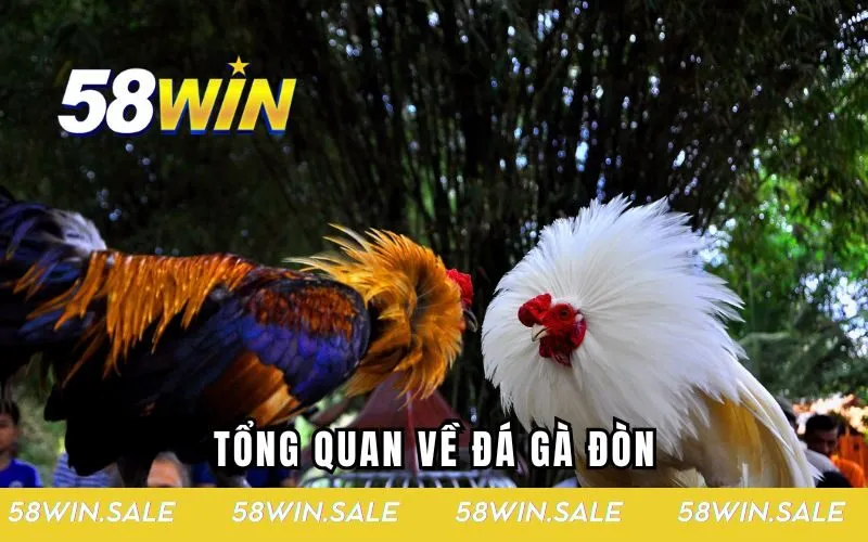 Tổng quan về đá gà đòn siêu hấp dẫn